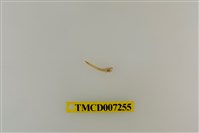 藏品(泡型長螯蟹)的圖片